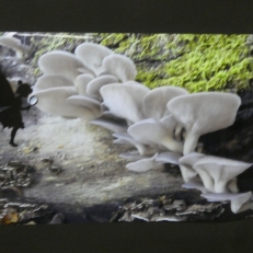 P1950923