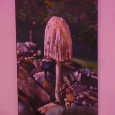 P1950943
