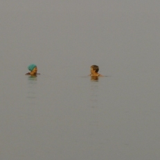 P1050955