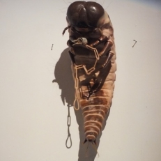 DSCF2577