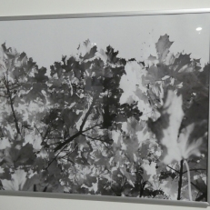 P1920266