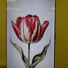 P2100524